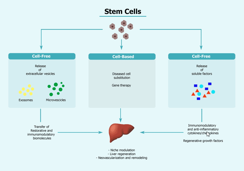 Stem Cells and Liver Regeneration
